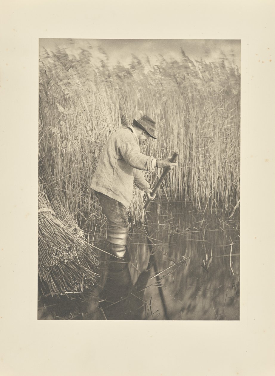 Un tagliatore di canne al lavoro da Peter Henry Emerson