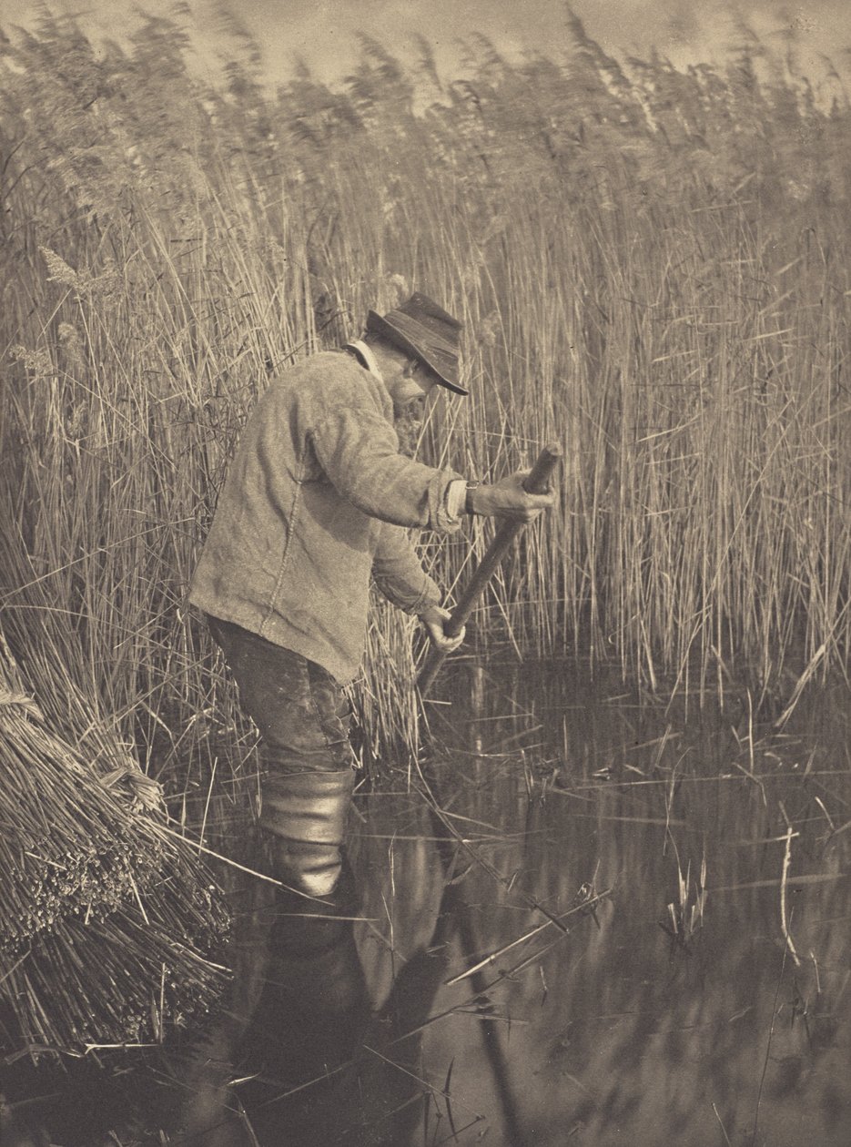 Un tagliatore di canne al lavoro da Peter Henry Emerson