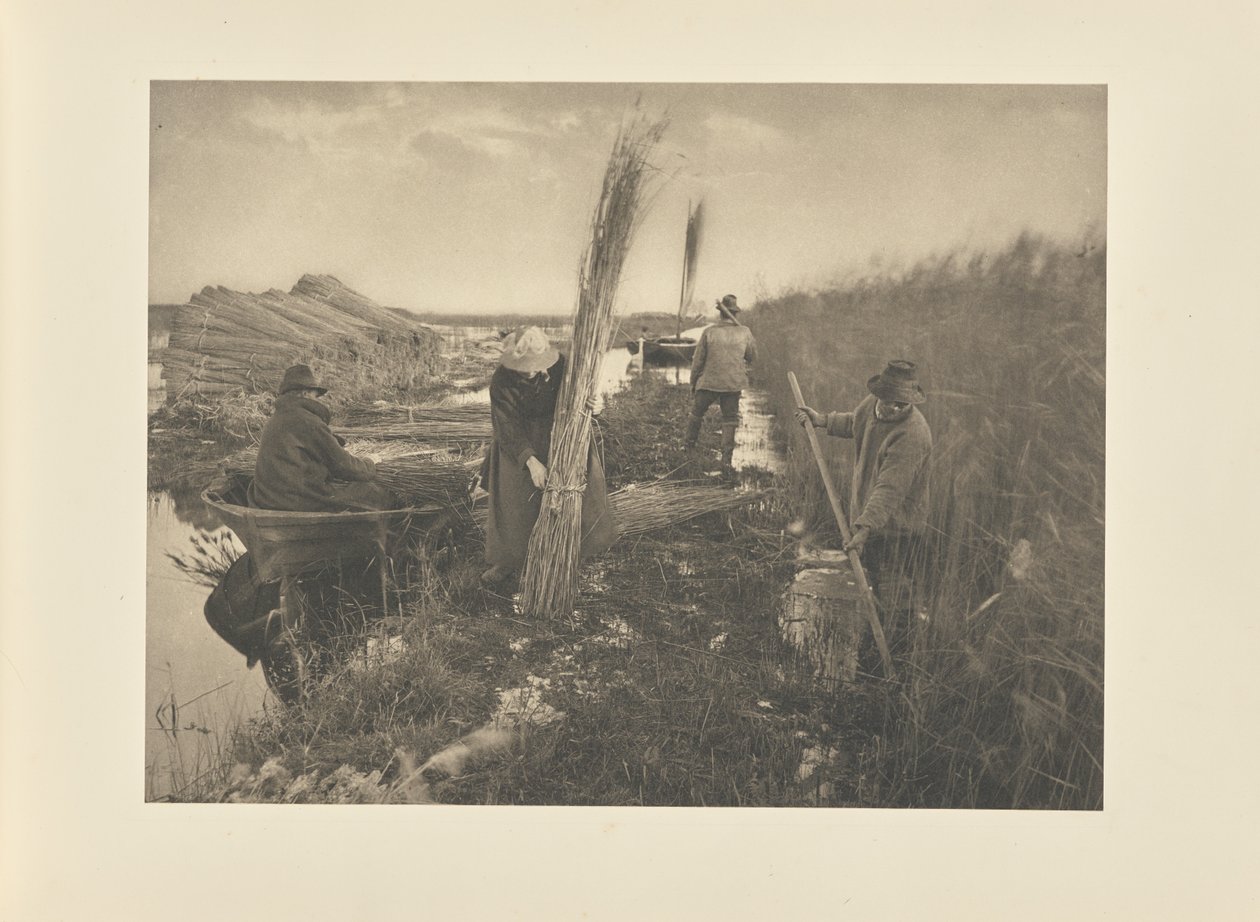 Durante la raccolta delle canne da Peter Henry Emerson