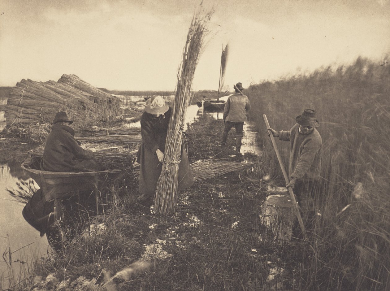 Durante il raccolto delle canne da Peter Henry Emerson