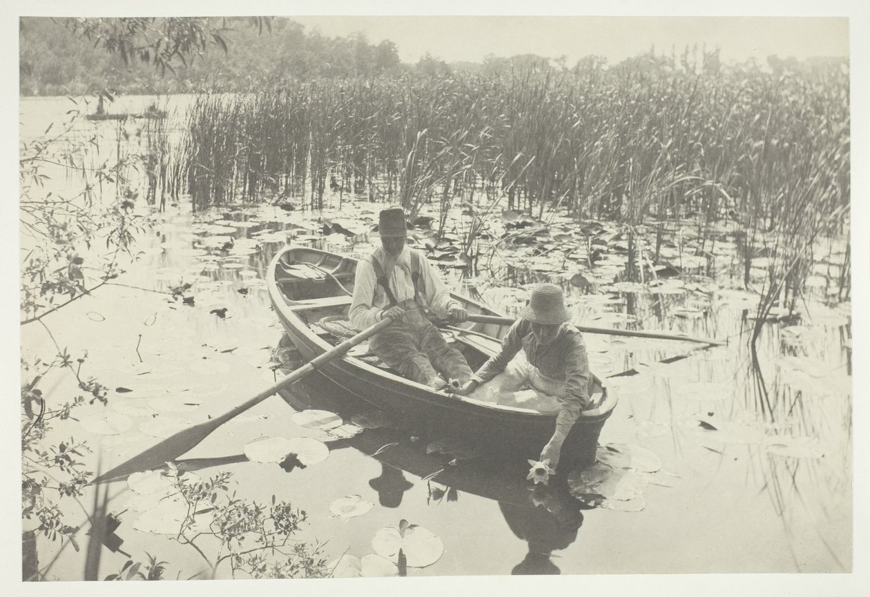 Raccolta di ninfee da Peter Henry Emerson