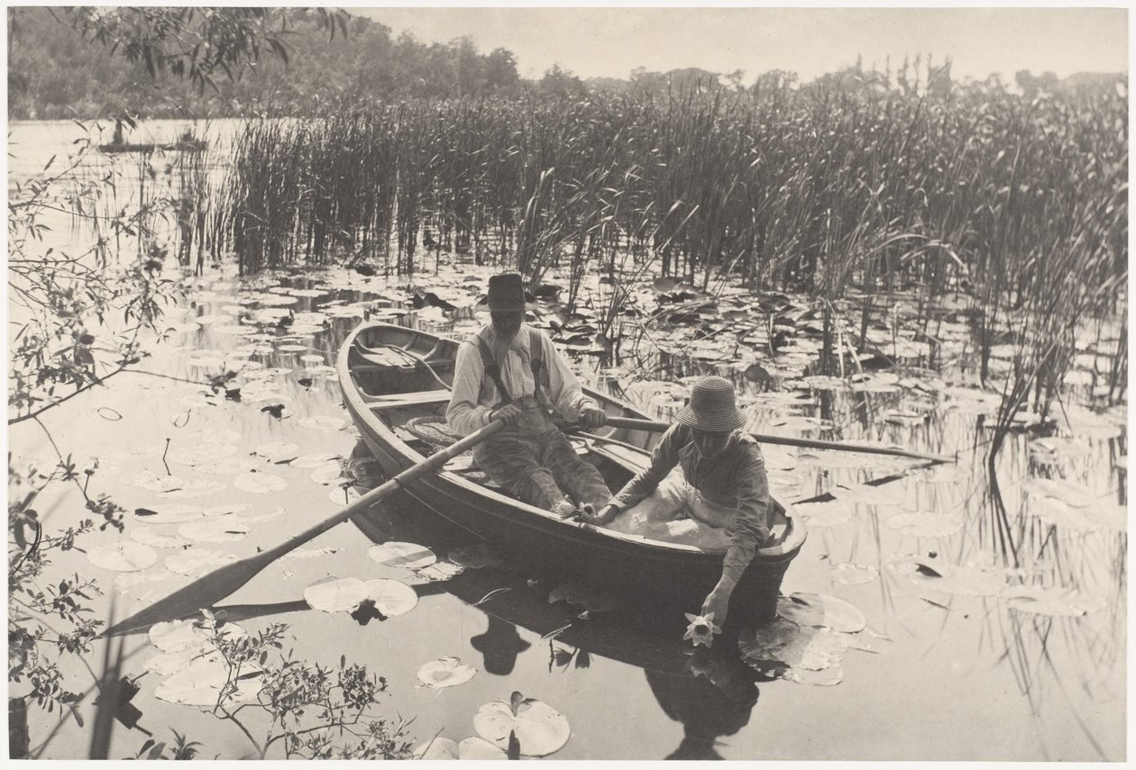 Raccolta di ninfee da Peter Henry Emerson