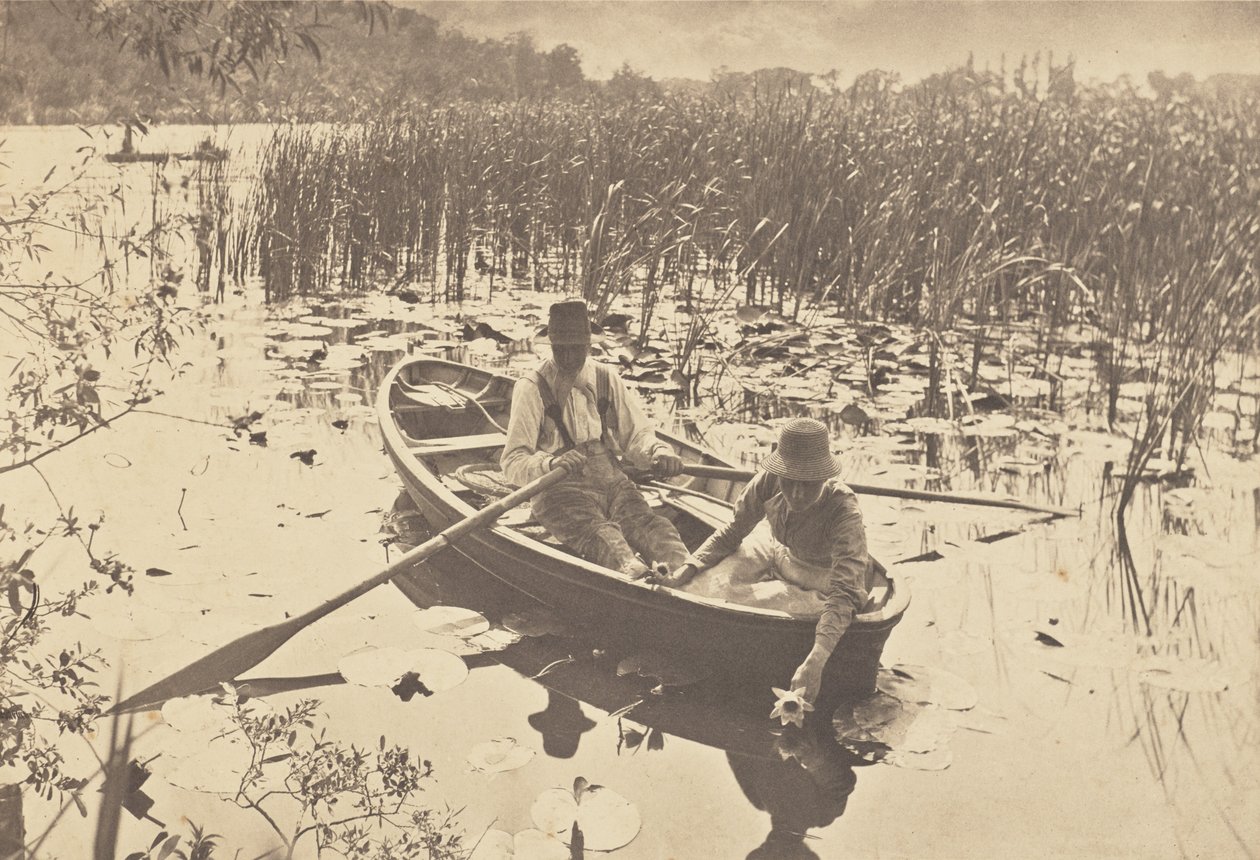 Raccolta di ninfee da Peter Henry Emerson