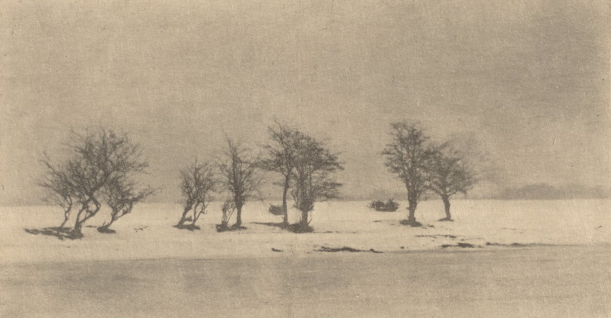 Alberi di spina contorta, c. 1890, stampato c. 1895 da Peter Henry Emerson