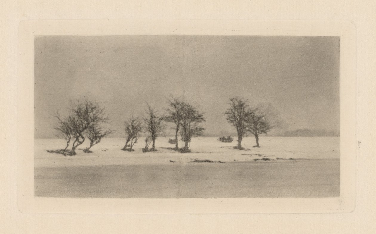 Alberi di spino nodosi da Peter Henry Emerson
