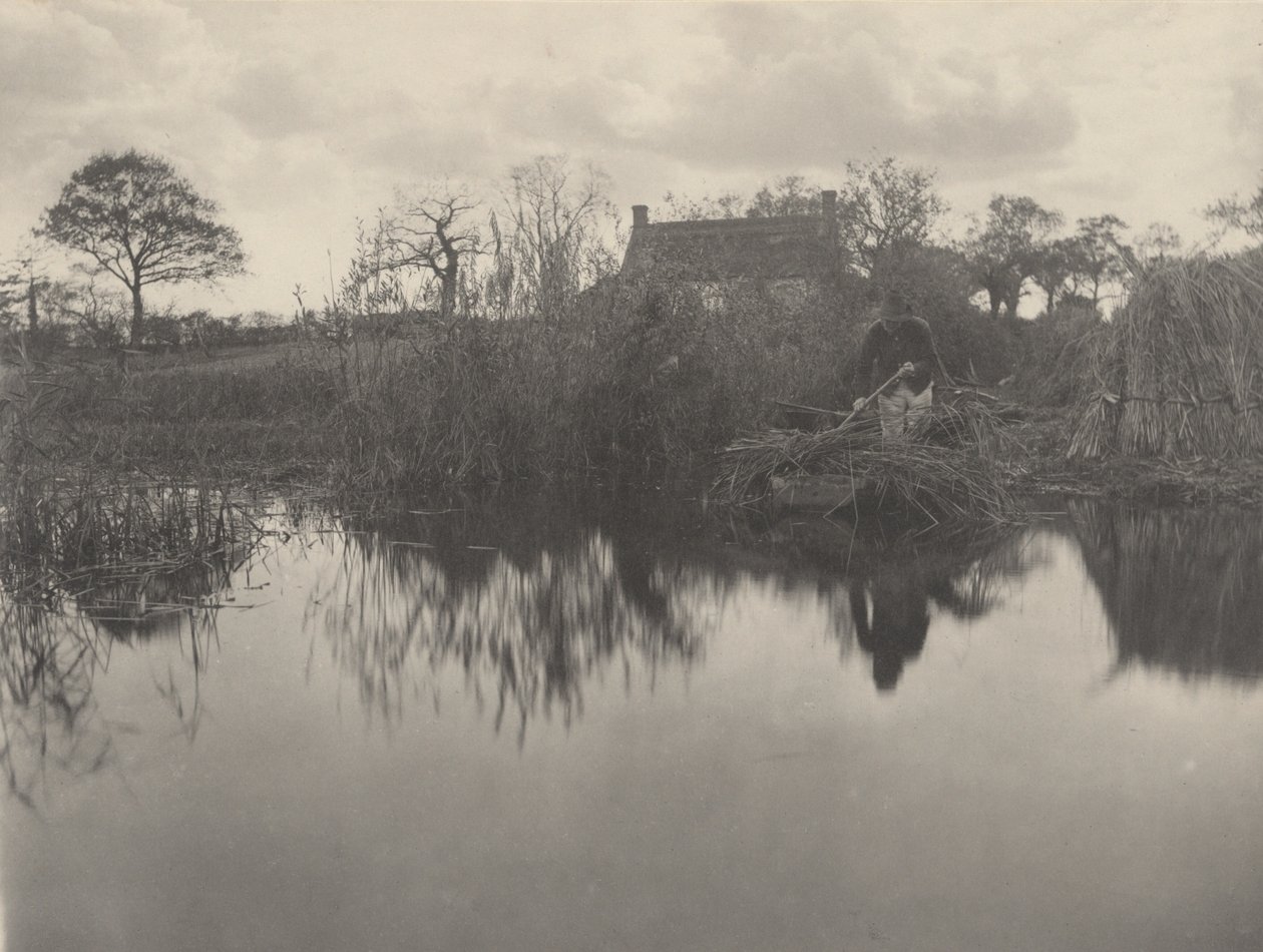 Quantitativo del Gladdon, 1886 (foto) da Peter Henry Emerson