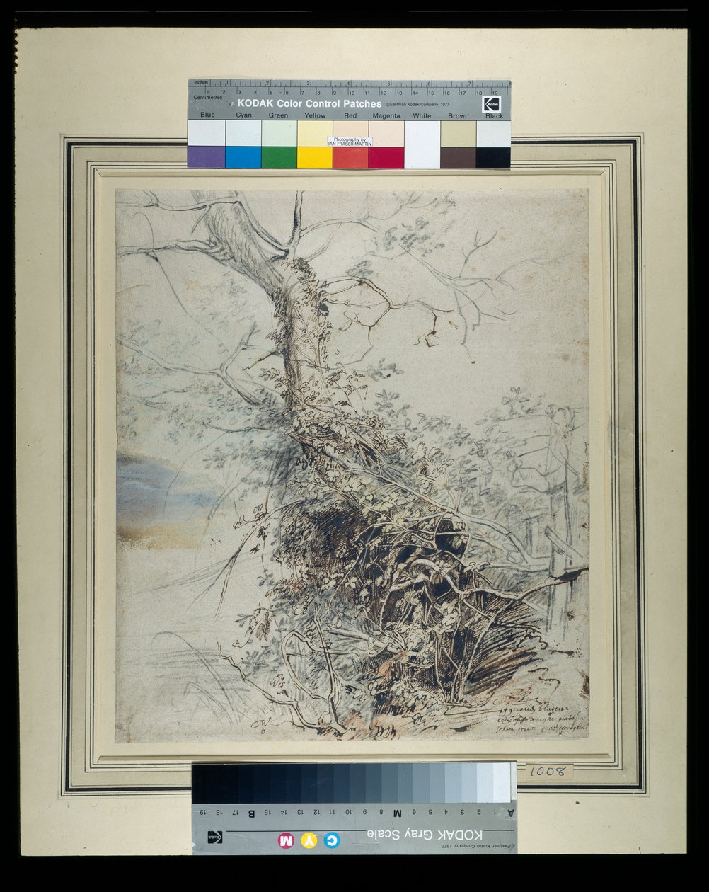 Un albero morente, il suo tronco coperto di rovi, accanto a una recinzione, c.1618-20 da Peter Paul Rubens