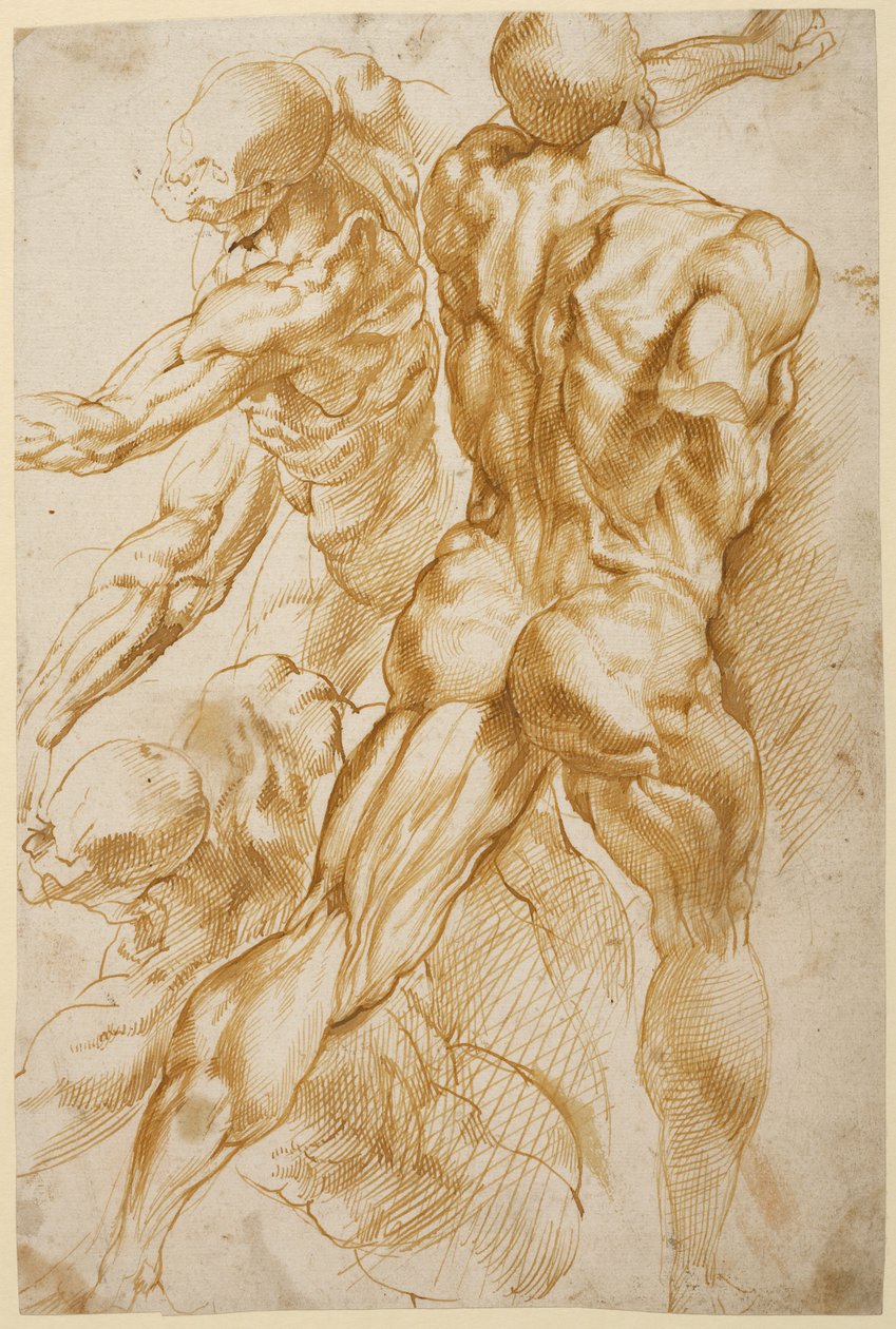Studi anatomici da Peter Paul Rubens