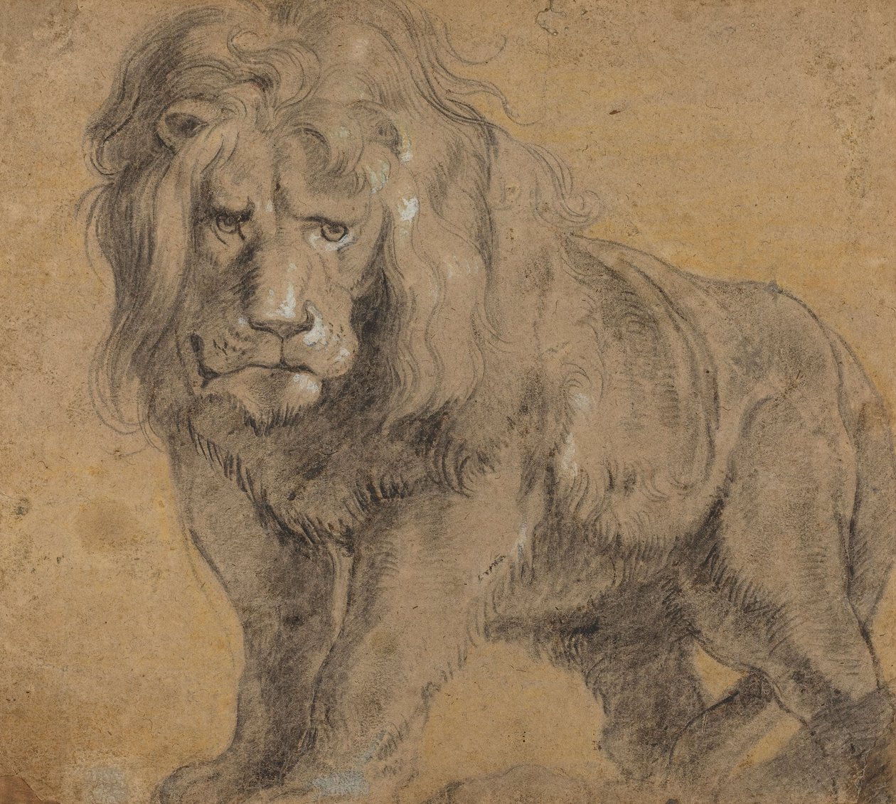 Leone da Peter Paul Rubens