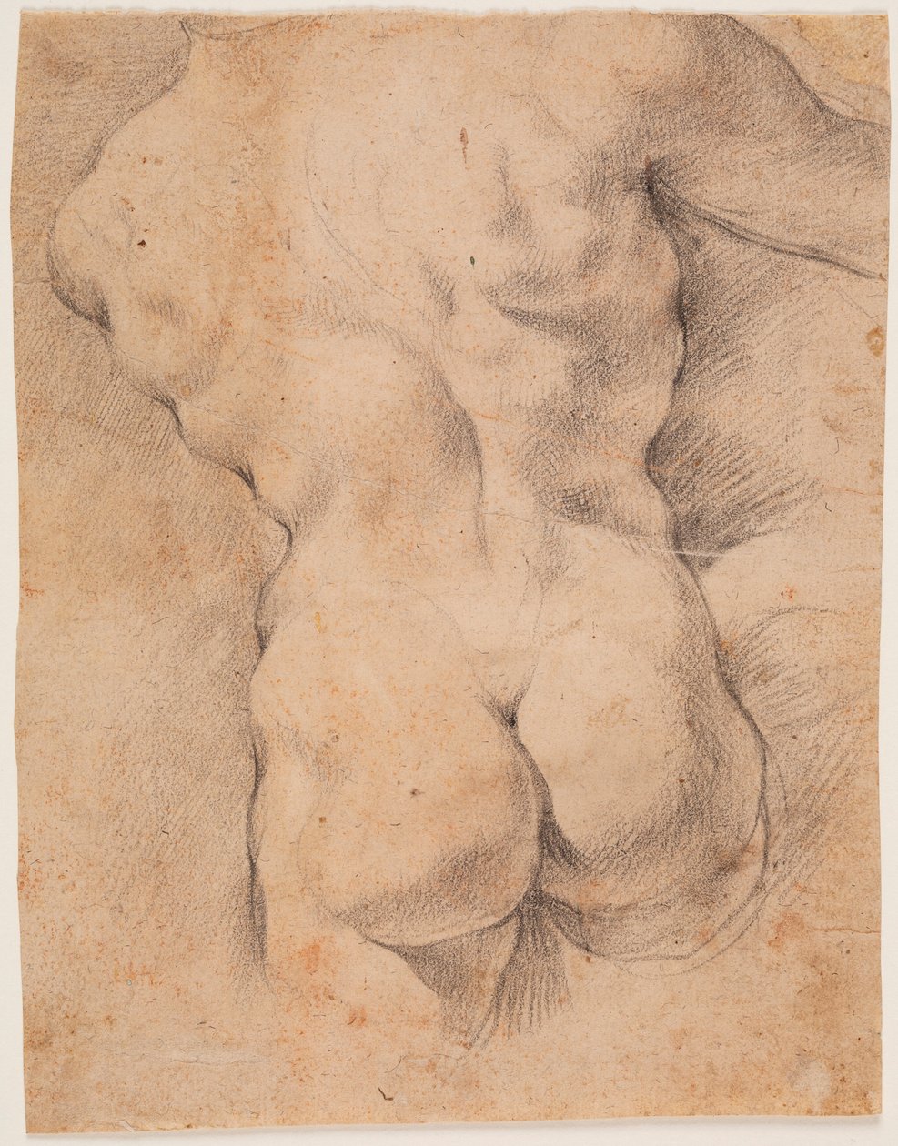 Torso maschile visto da dietro da Peter Paul Rubens