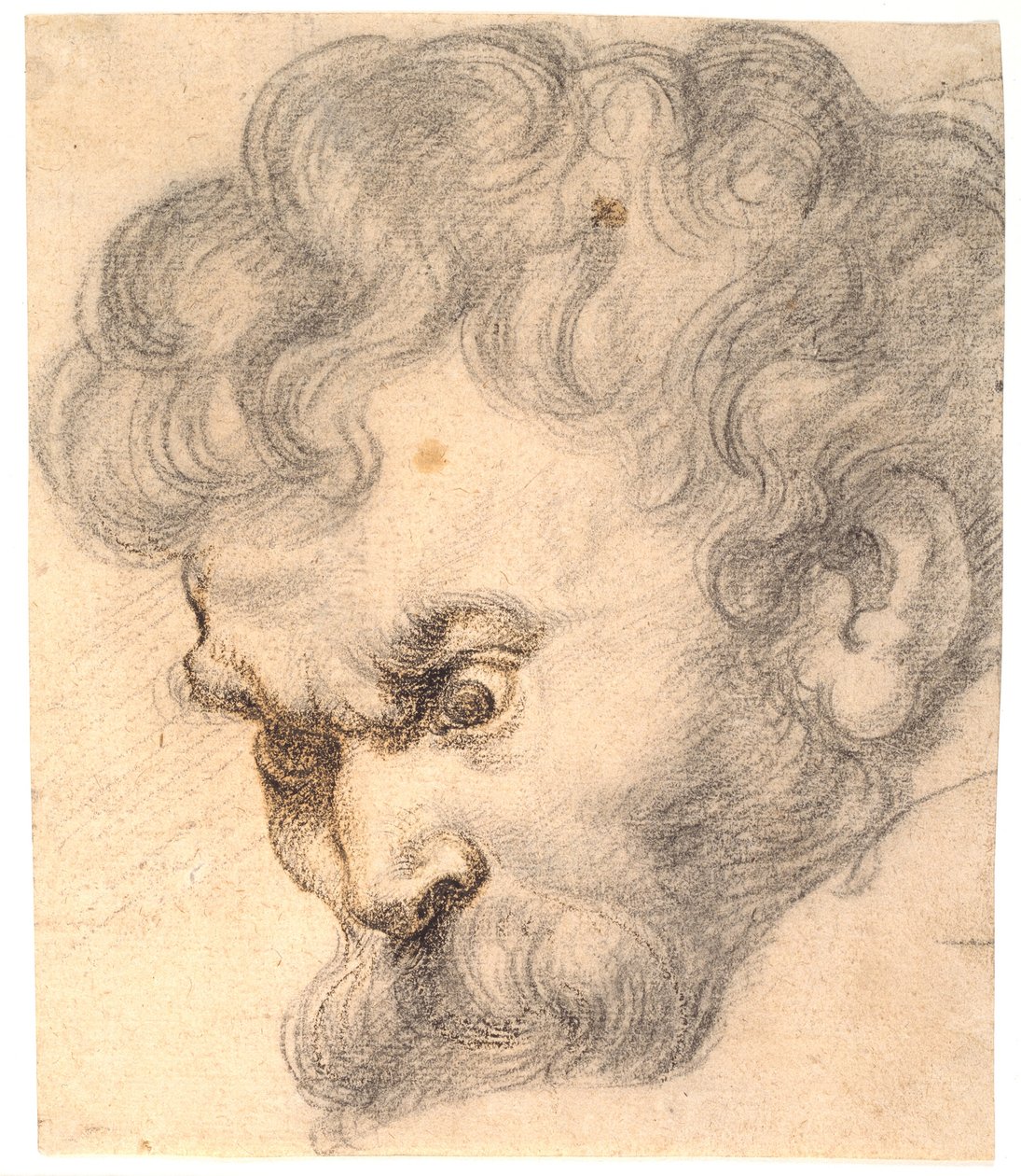 Studio da "Sansone e il leone". Il volto di Sansone da Peter Paul Rubens