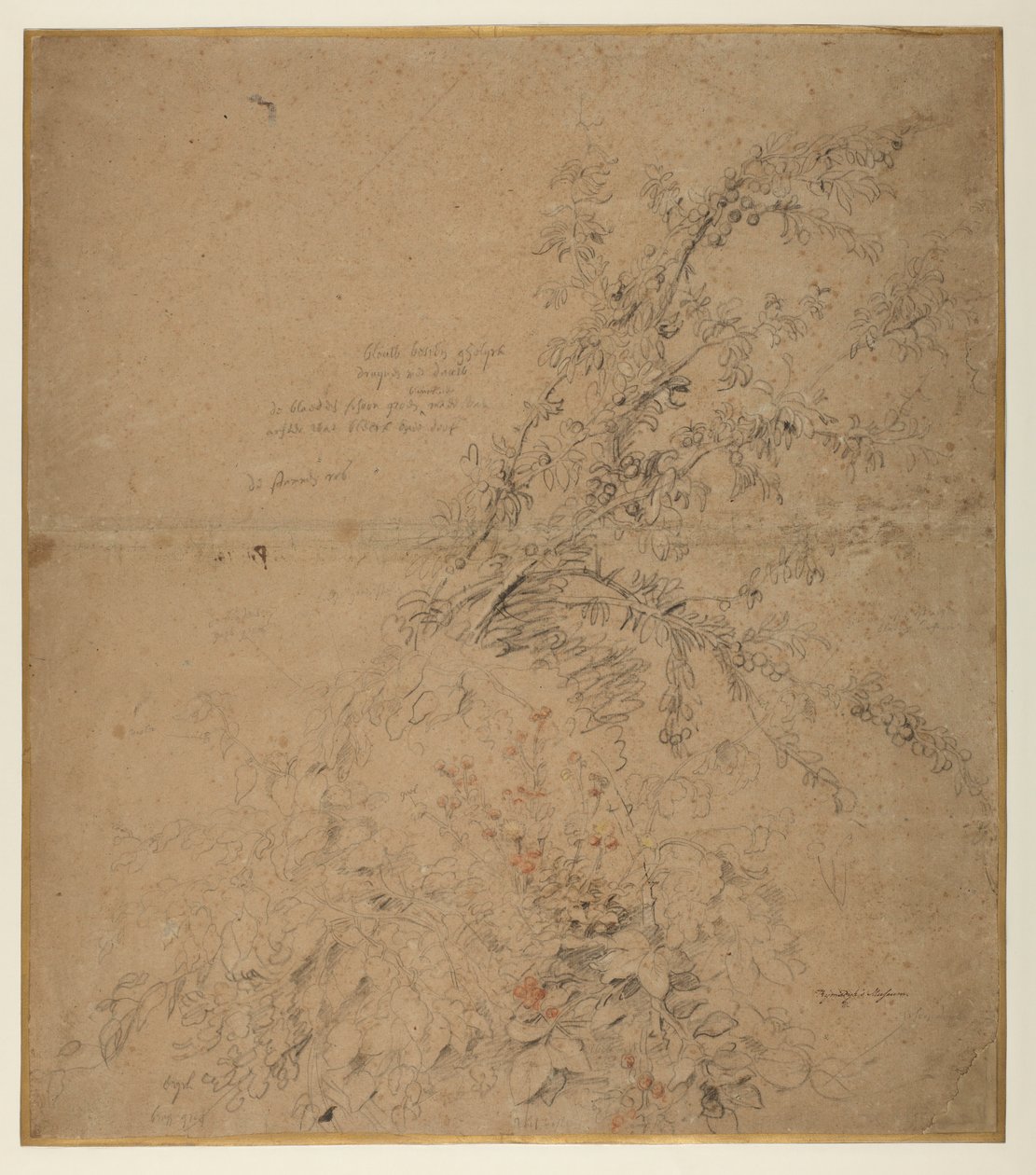 Studio di prugnolo con rovo e altre piante da Peter Paul Rubens