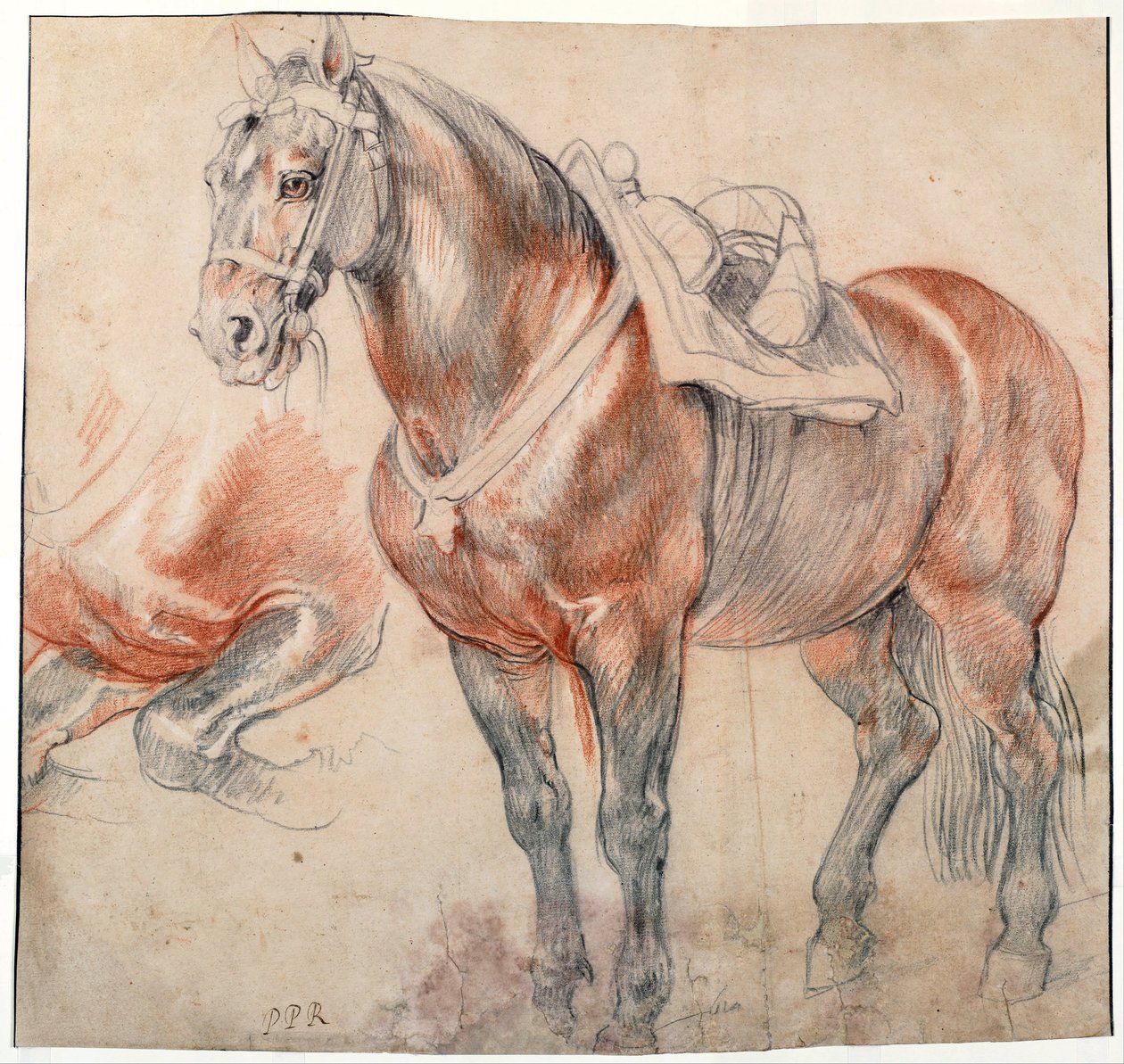 Un cavallo sellato da Peter Paul Rubens