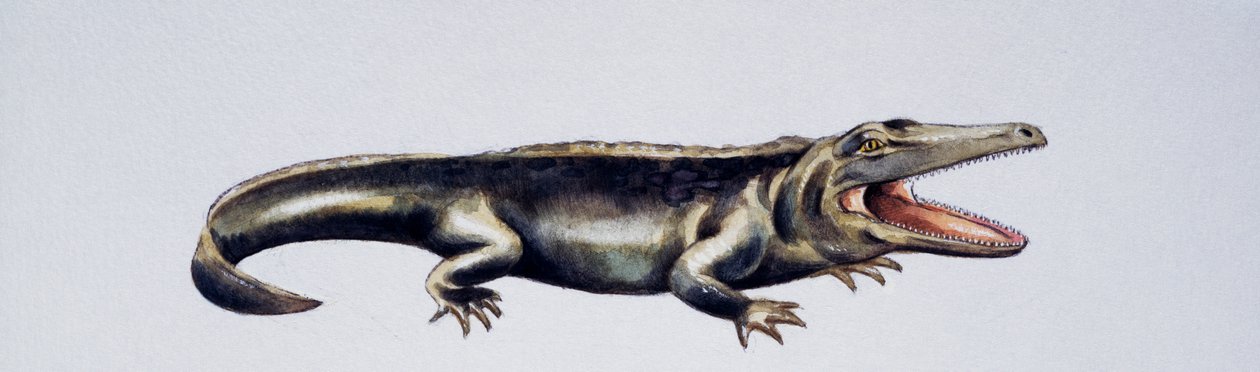 Cyclotosaurus sp, Mastodonsauridae, Tardo Triassico, opera di Peter Ross
(foto) da Peter Ross