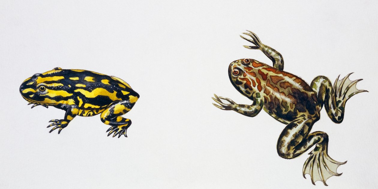 Triadobatrachus massinoti e Palaeobatrachus sp, opera di Peter Ross
(foto) da Peter Ross