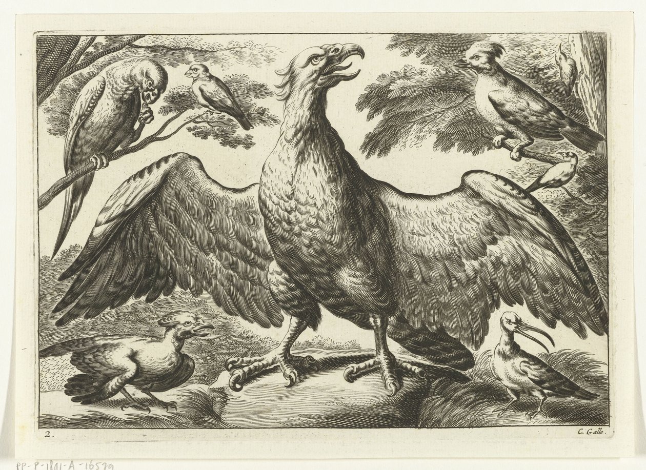 Aquila (Diversarum avium species) da Peter van Liesebetten