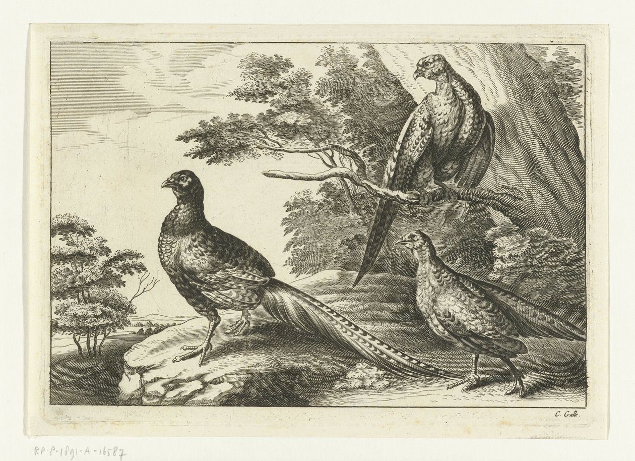 Tre fagiani (serie: Diversarum avium species) da Peter van Liesebetten