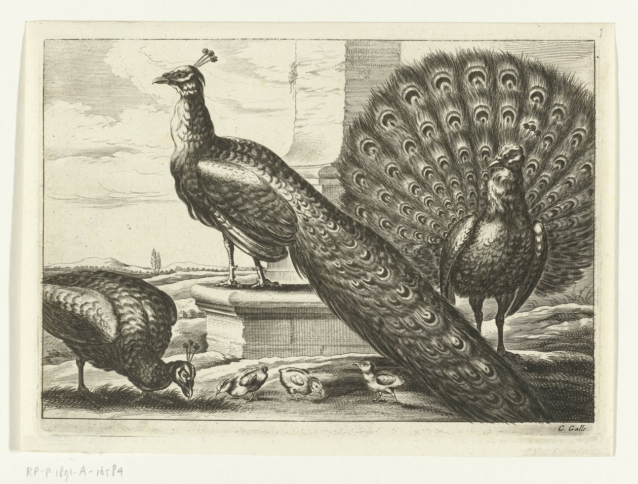 Pavoni da Peter van Liesebetten