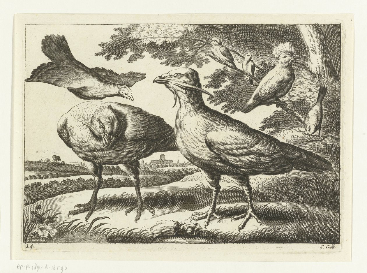 Oche e un cacatua da Peter van Liesebetten