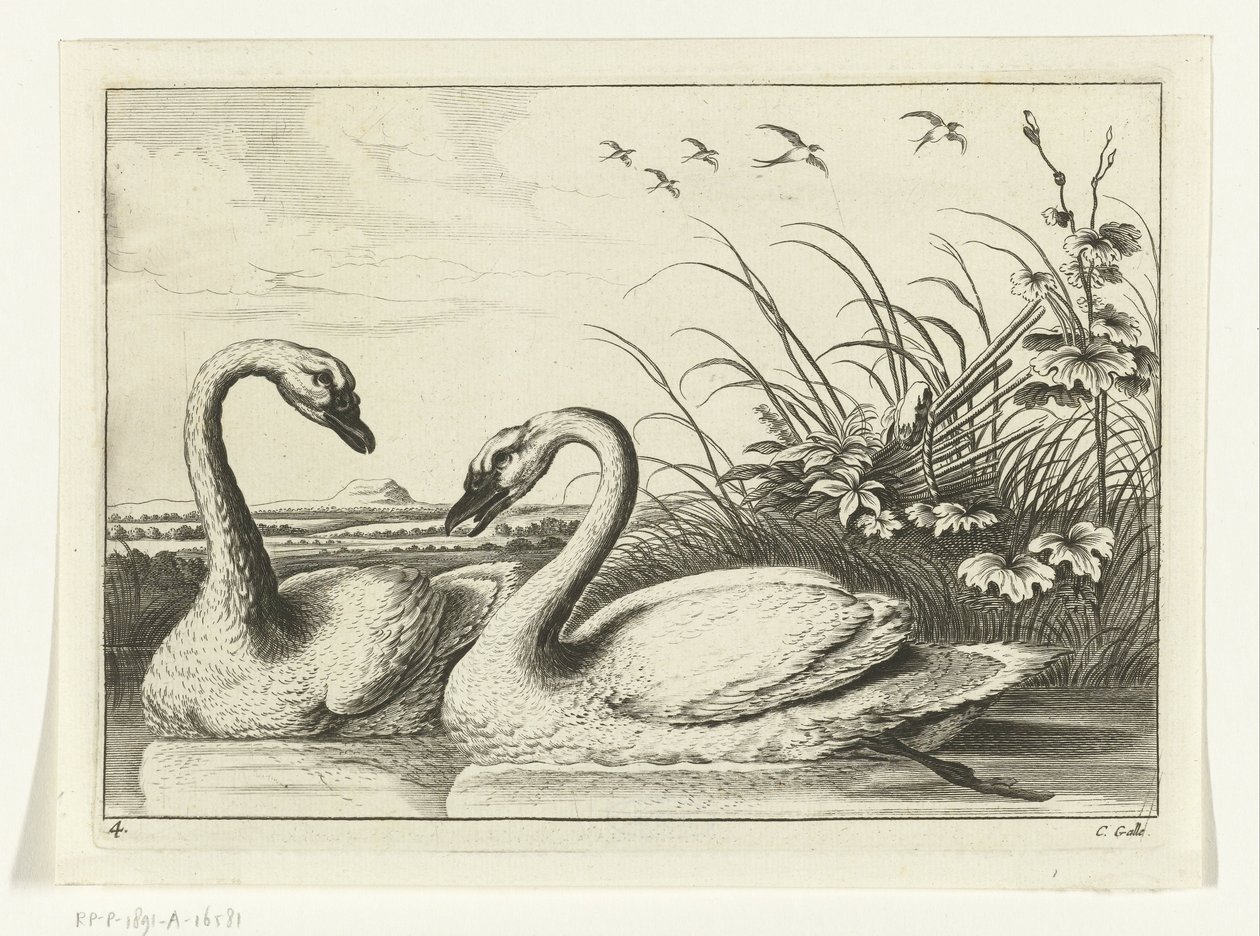 Due cigni (Diversarum avium species) da Peter van Liesebetten
