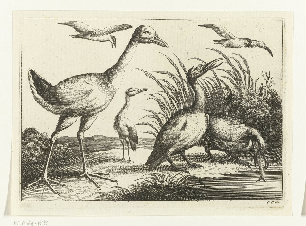 Uccelli acquatici (Specie diverse di uccelli) da Peter van Liesebetten