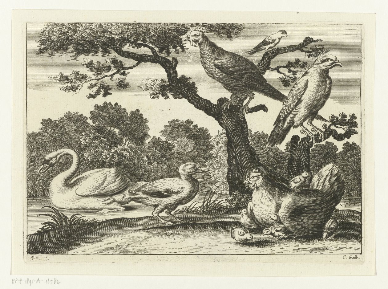 Cigno, gallina con pulcini e altri uccelli da Peter van Liesebetten