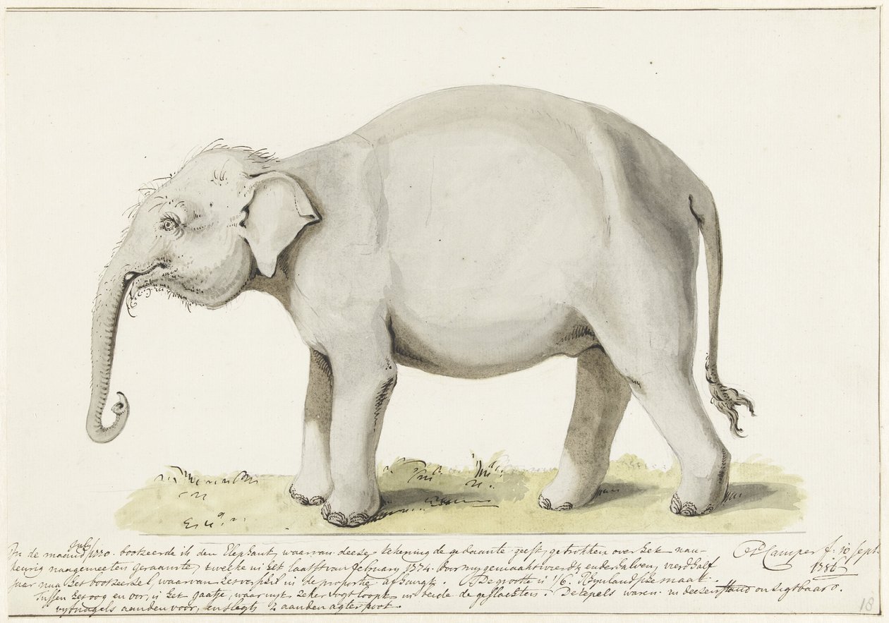 Elefante in piedi, verso sinistra da Petrus Camper
