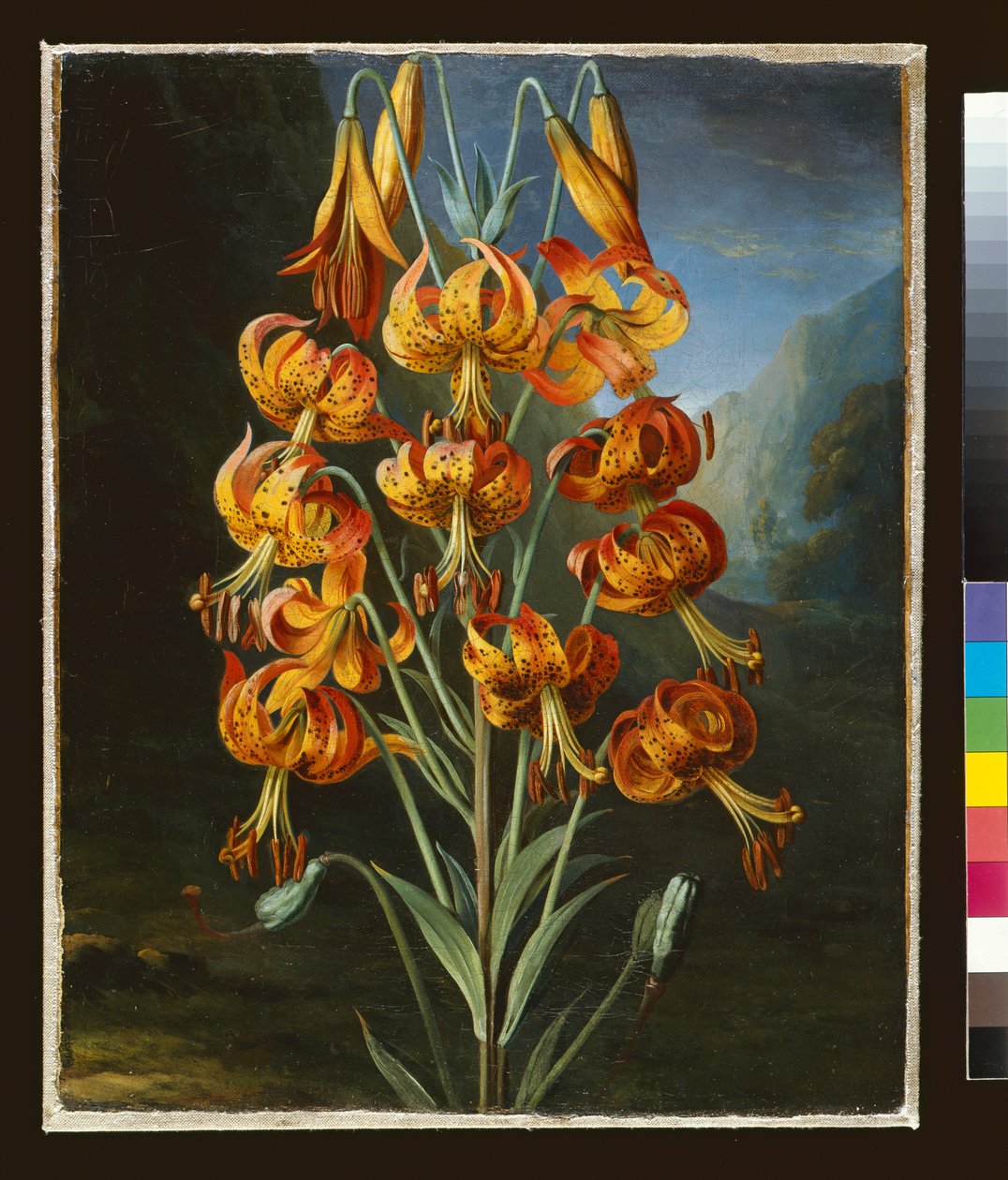 Lilium Superbum, dipinto per il `Tempio della Flora di R. J. Thornton, c.1798 da Philip Reinagle