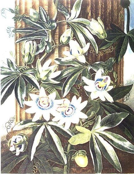 Il Fiore della Passione Blu, inciso da Caldwell, da 