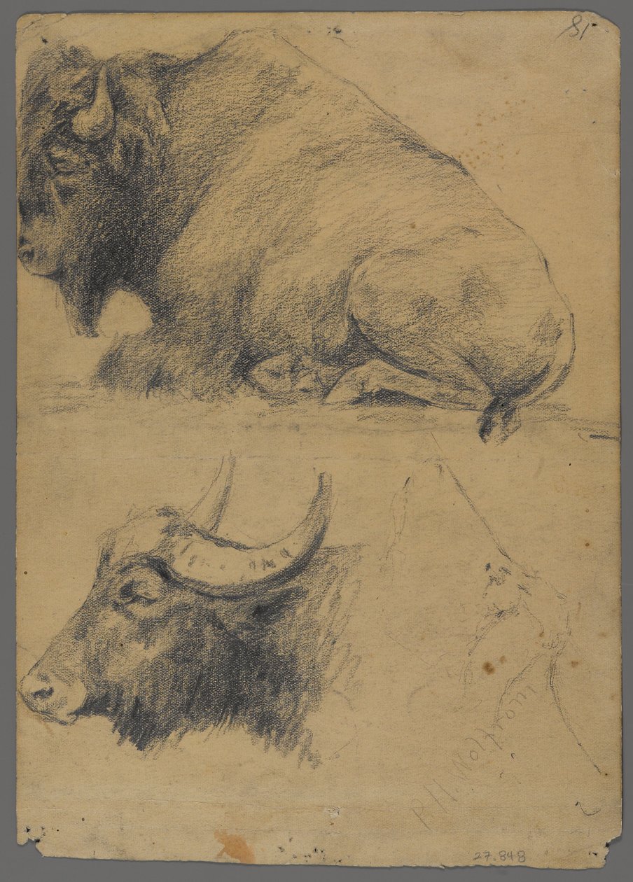 Bisonte e testa di bufalo d
