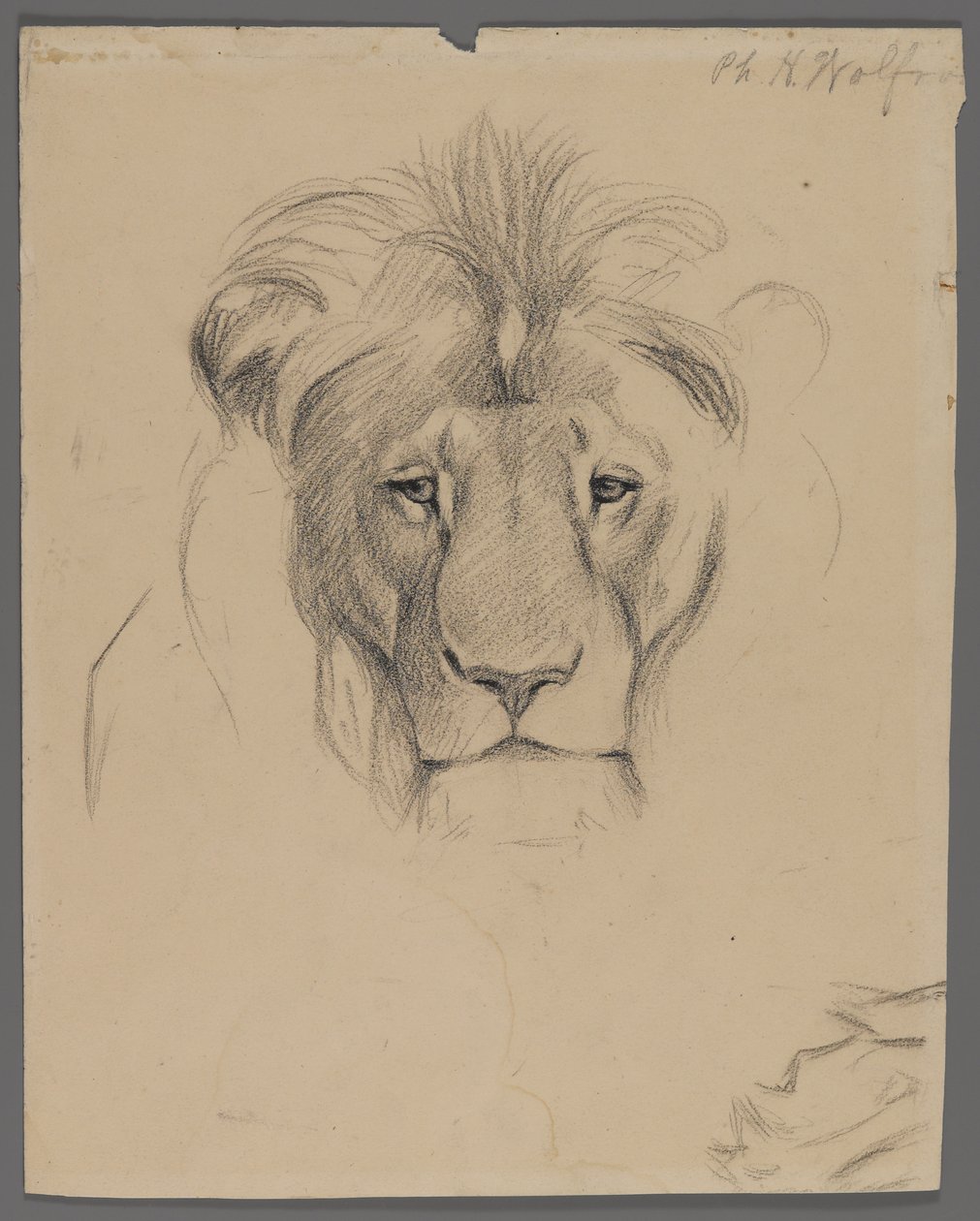Testa di un leone da Philip H. Wolfrom