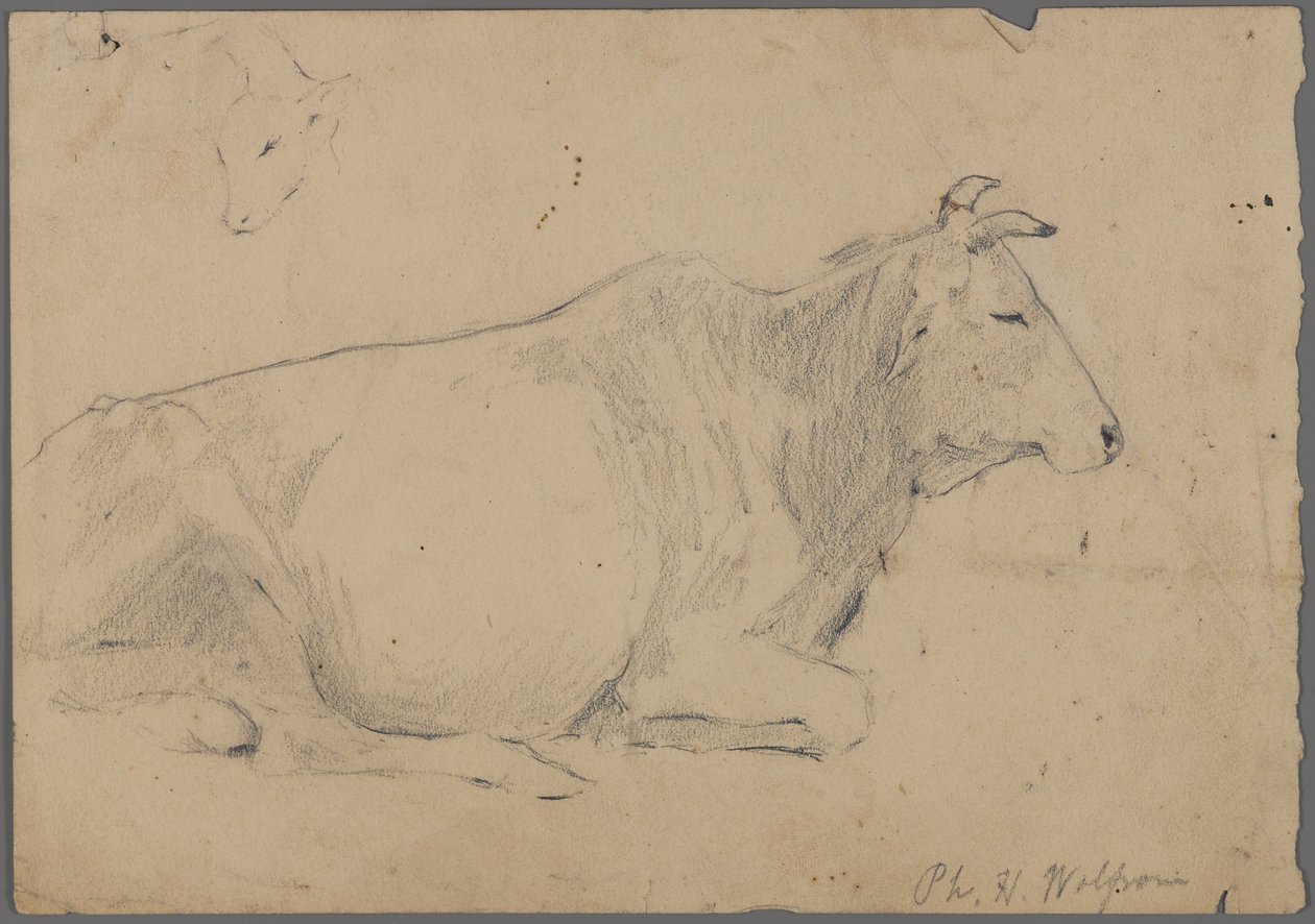 Toro seduto da Philip H. Wolfrom