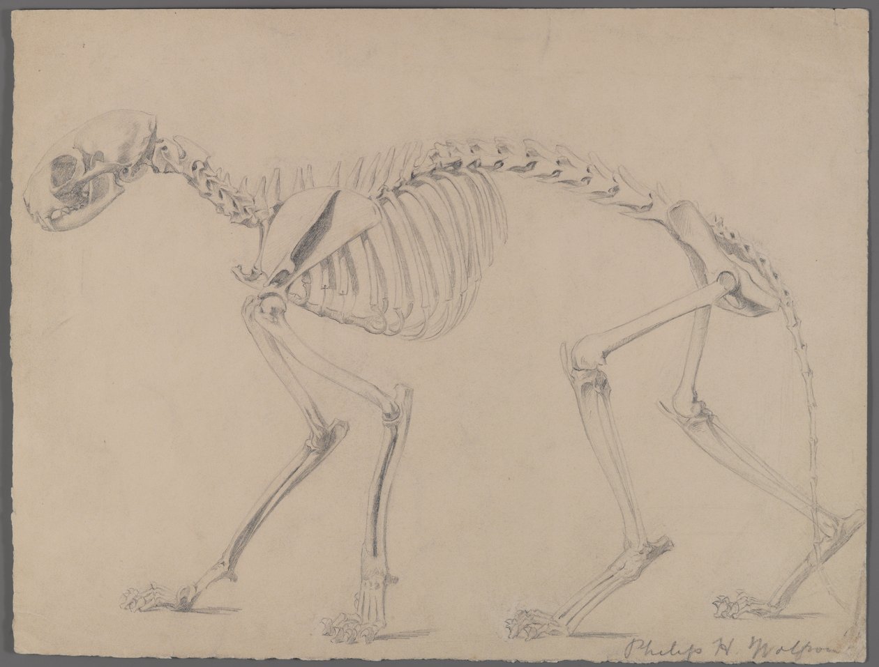 Scheletro di un gatto da Philip H. Wolfrom
