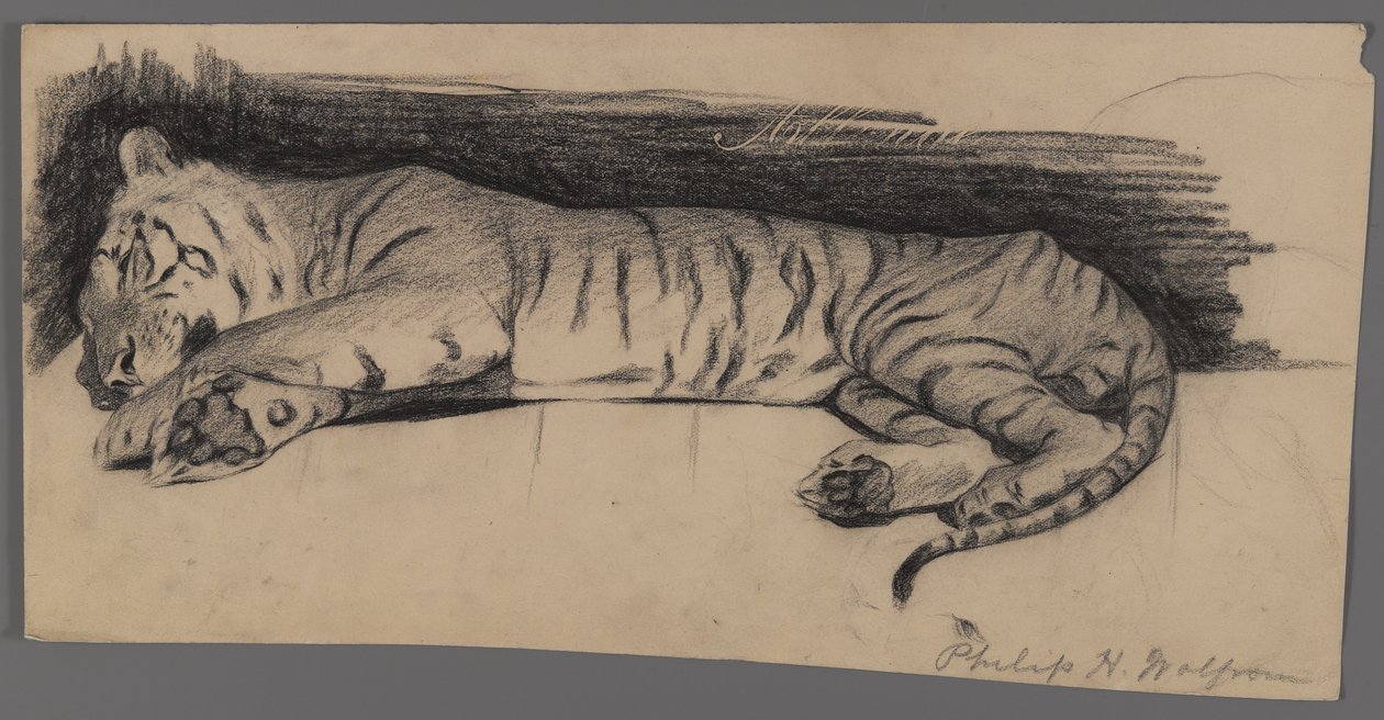 Tigre dormiente da Philip H. Wolfrom