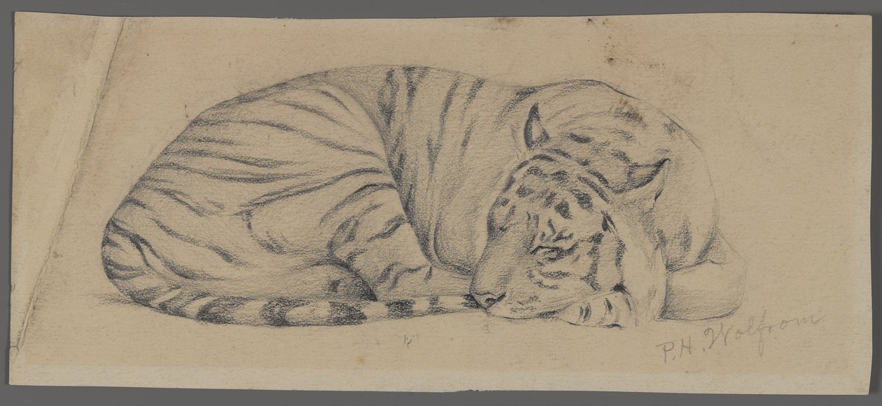 Tigre addormentata da Philip H. Wolfrom