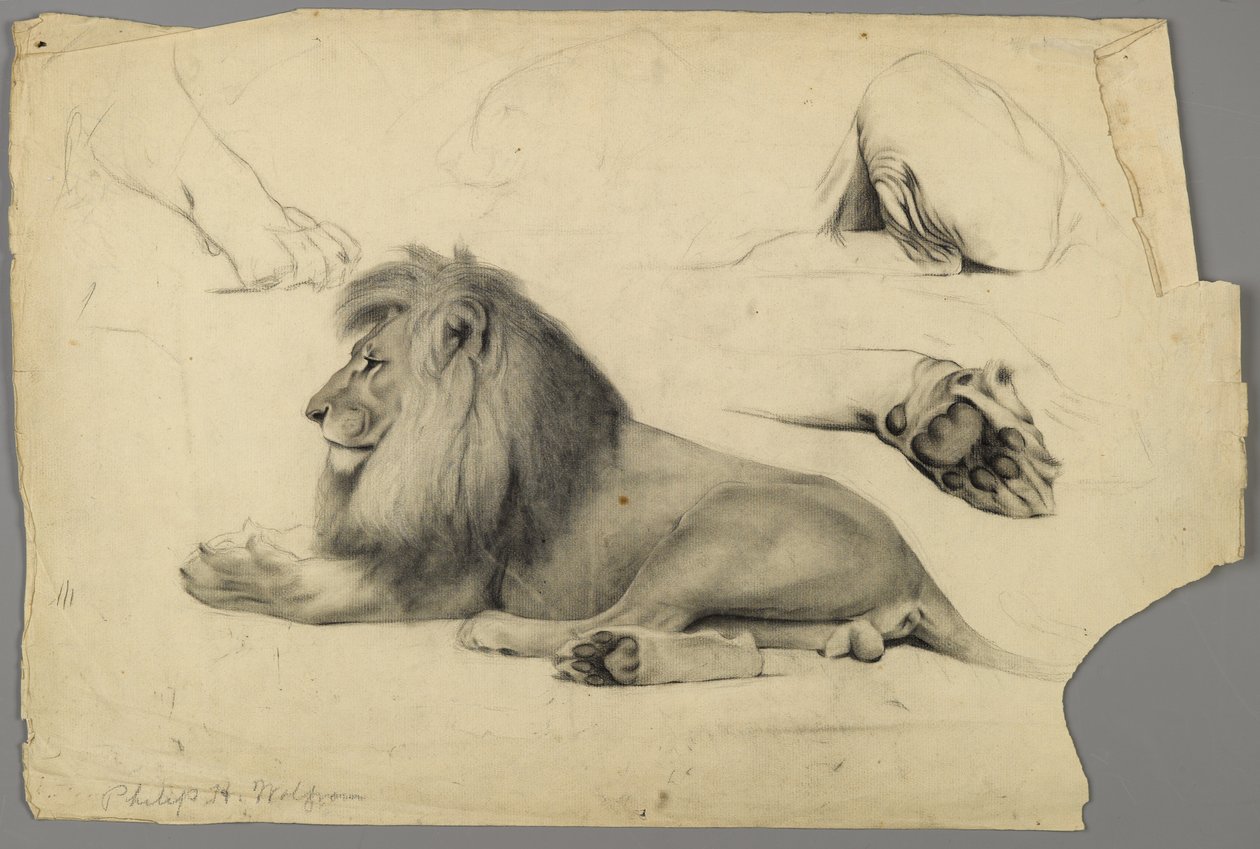 Studi di un leone da Philip H. Wolfrom