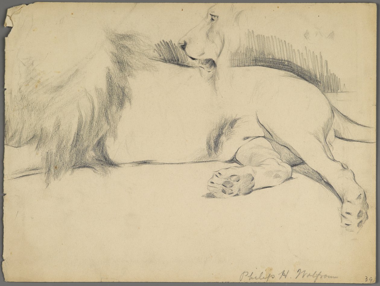 Studi di un leone da Philip H. Wolfrom