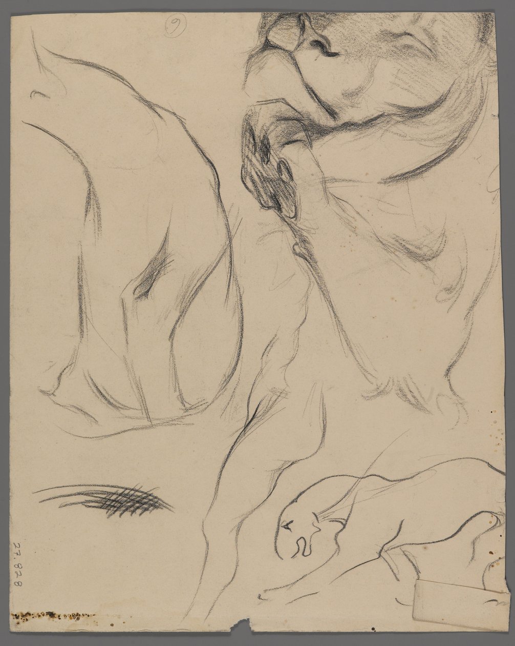 Studi di un leone da Philip H. Wolfrom