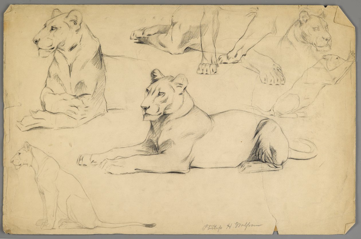 Studi di una leonessa da Philip H. Wolfrom