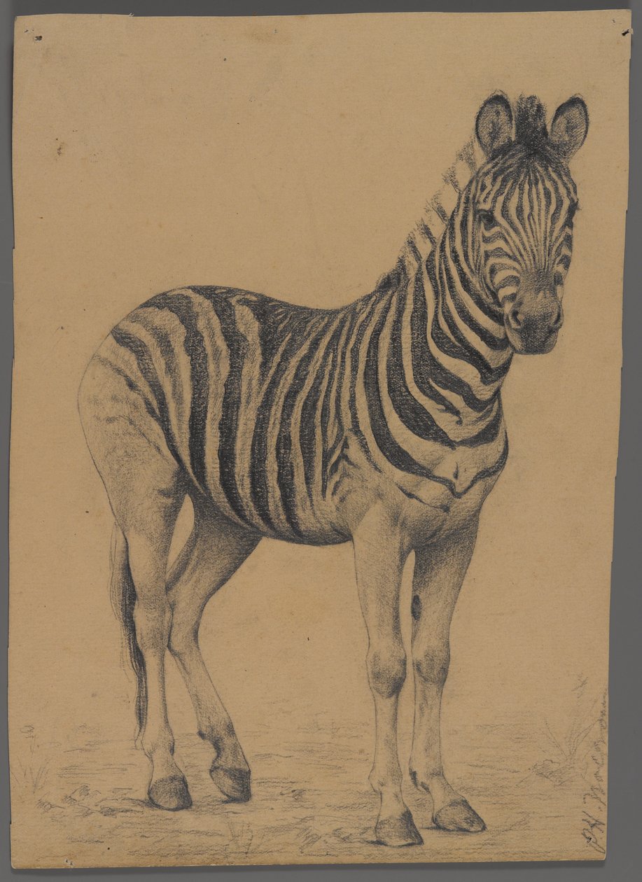 Zebra da Philip H. Wolfrom