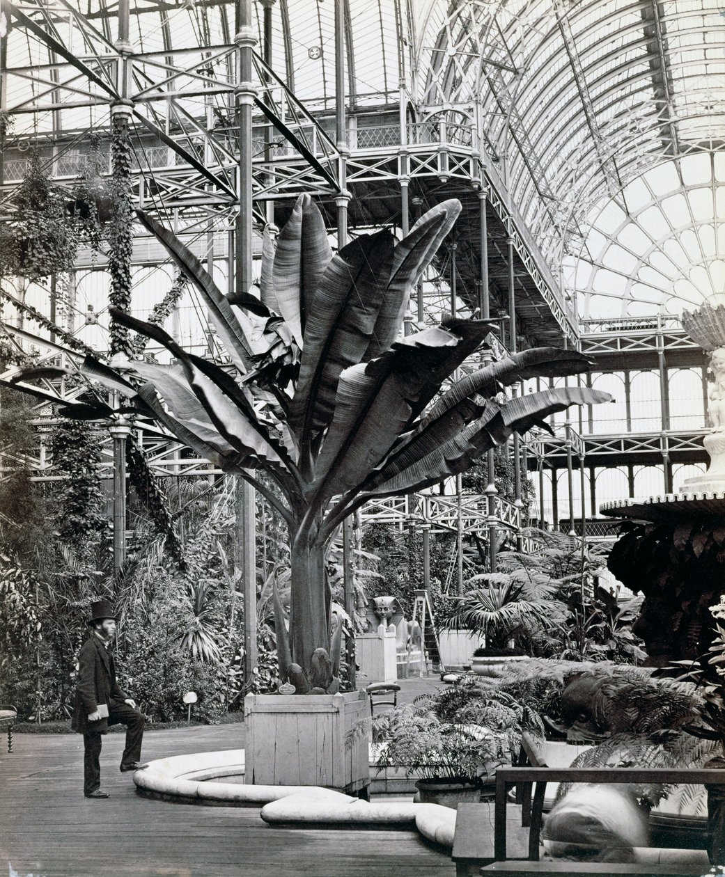 Piante tropicali nella stanza egiziana, Crystal Palace, Sydenham, Londra da Philip Henry Delamotte