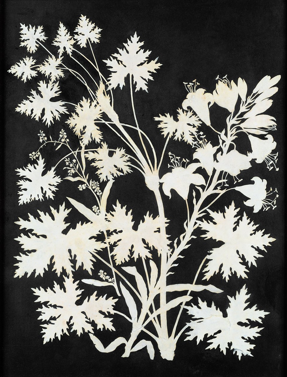Fiori in silhouette da Philipp Otto Runge