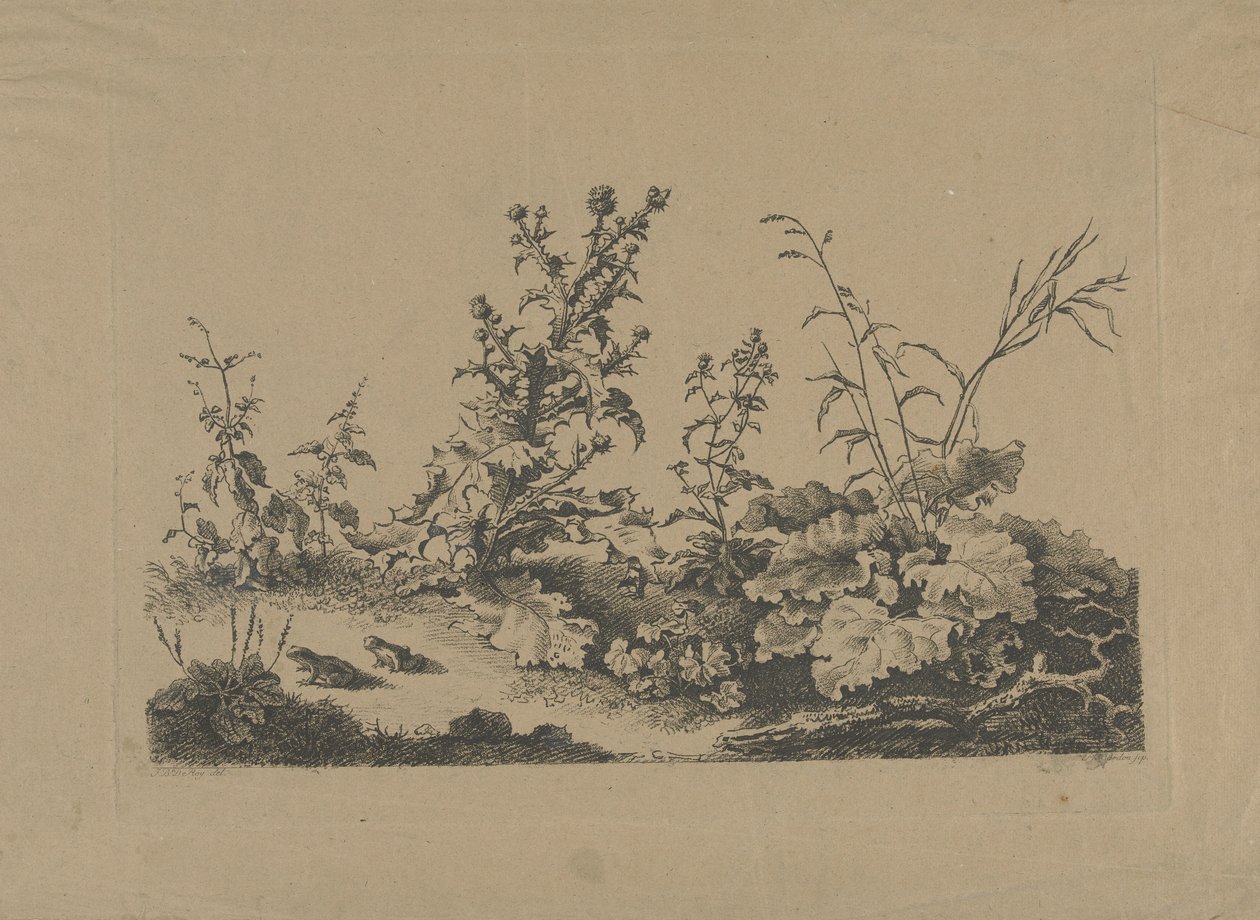 Studio di paesaggio con cardi e rane da Philippe Cardon
