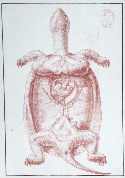 Una tartaruga da Philippe Simoneau