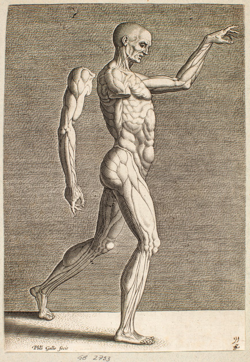 Studio di figura umana con tendini e muscoli a vista, rivolta verso destra da Philips Galle
