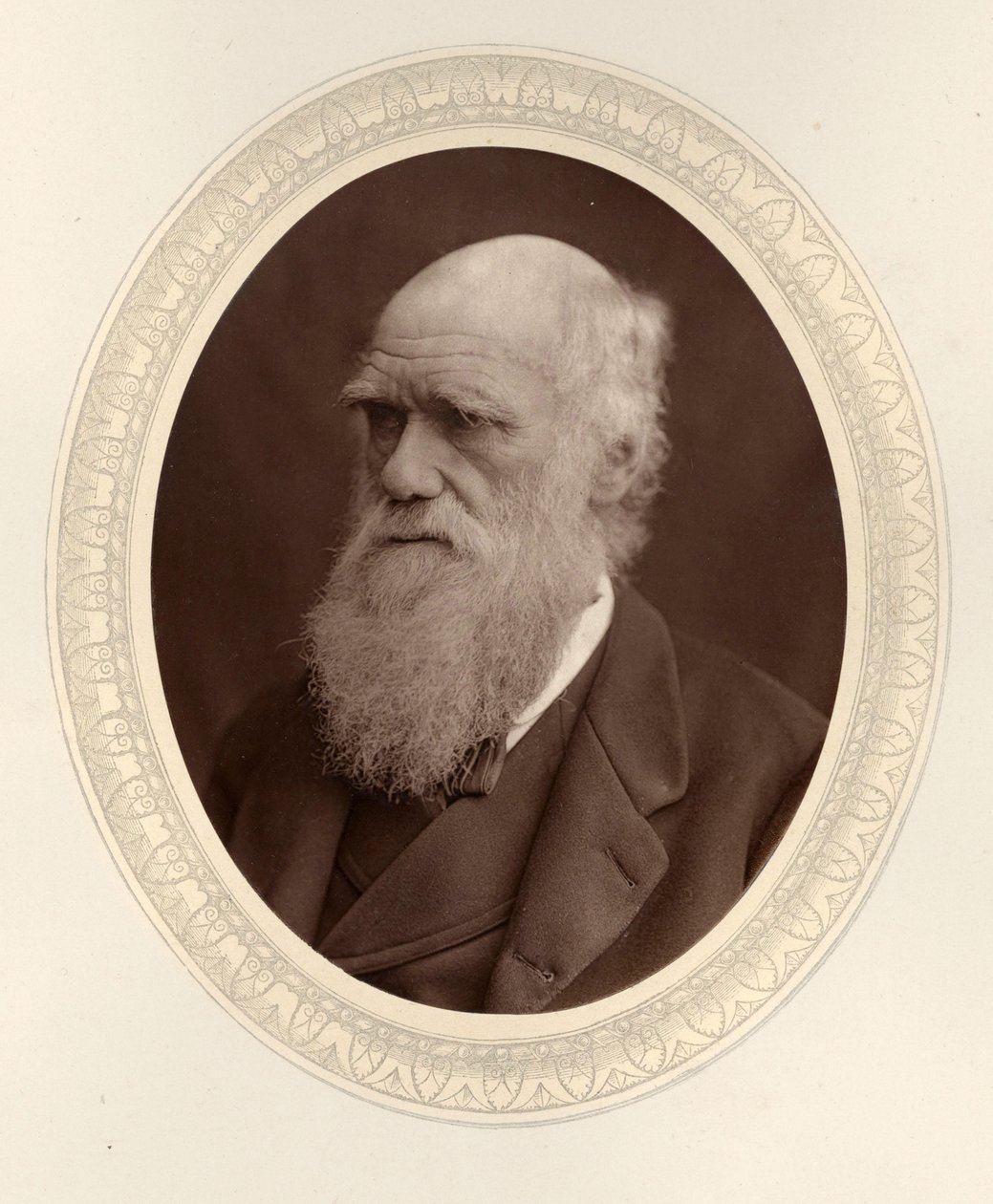 Ritratto di Charles Darwin, 1877 da Photo studio Lock and Whitfield