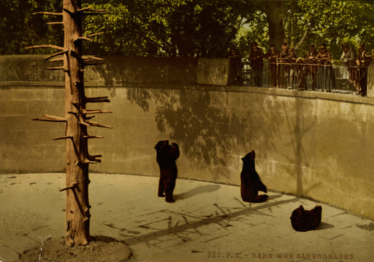 Berna. La fossa degli orsi. da Photochrom Zürich