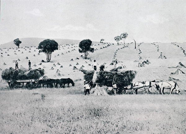 Raccolta, Nuovo Galles del Sud, c.1900, da 