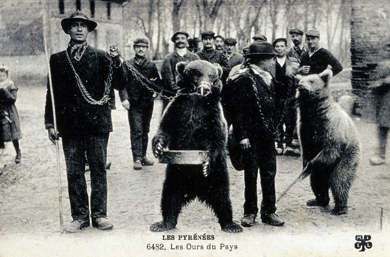 Mostre di orsi nei Pirenei, 1900 circa (foto b/n) da Photographer French