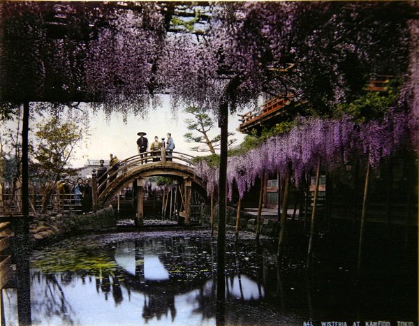 Glicine in un giardino a Kameido, c.1900 da Photographer Japanese